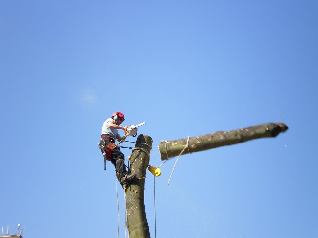 Tree Felling in John Frost Square (when the log hit the trunk, the ground all around shook) by daffyd