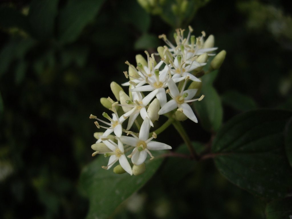 Flower of bush by Rumlin