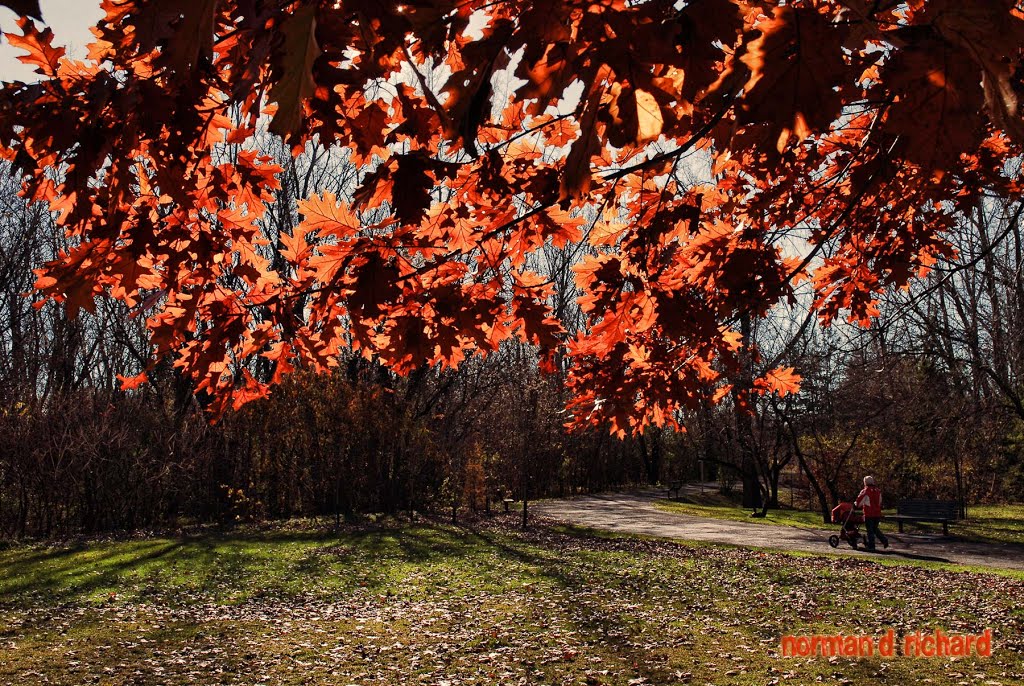 Couverture automnale n by normand richard