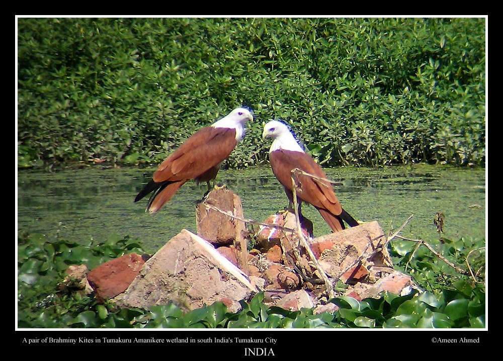 Hunter pair by Ameen Ahmed