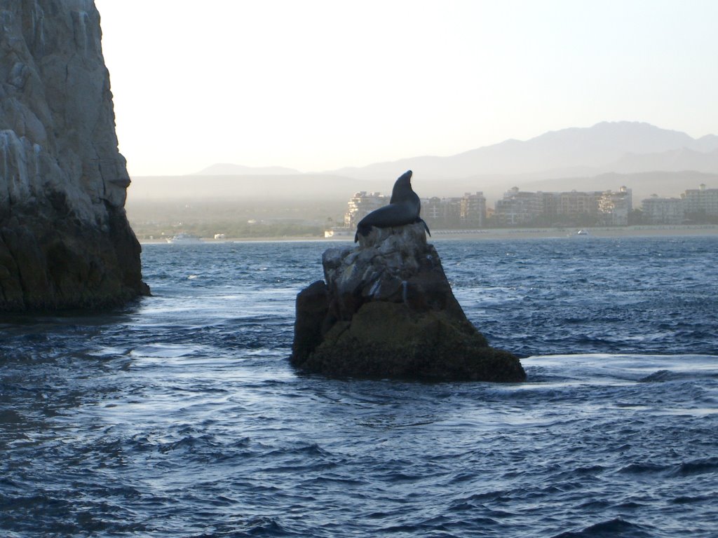 Sea Lion on the Rock looking towards Medano Beach by billvanderpool