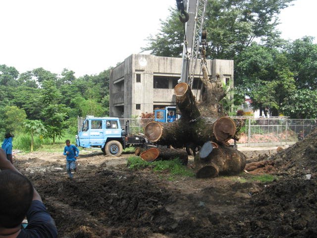 Transferring of Big Acacia Tree infront of PWWA by willie_625