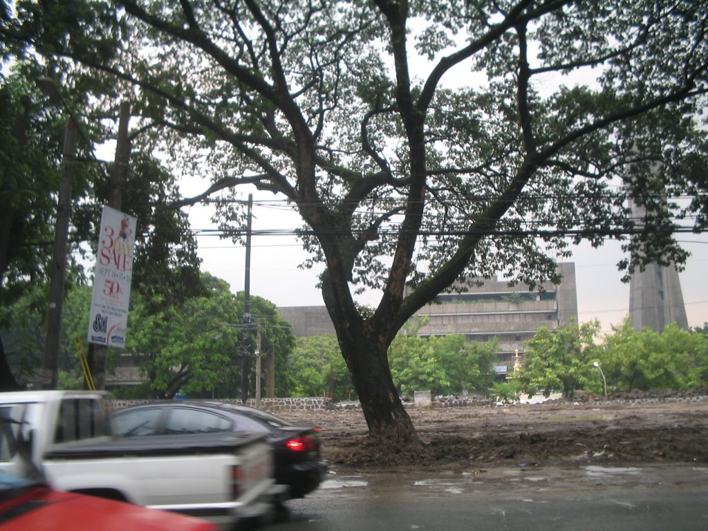 Trees to be relocated to giveway for the Widening of Katipunan Avenue by willie_625