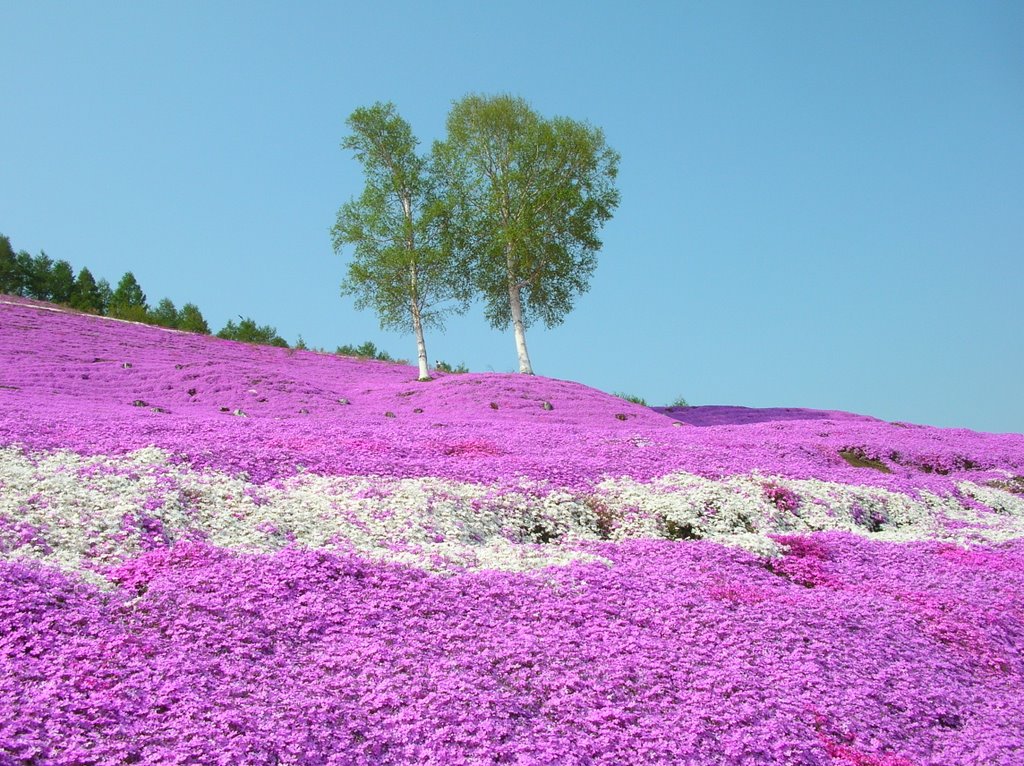 芝桜（A ground pink） by pakku