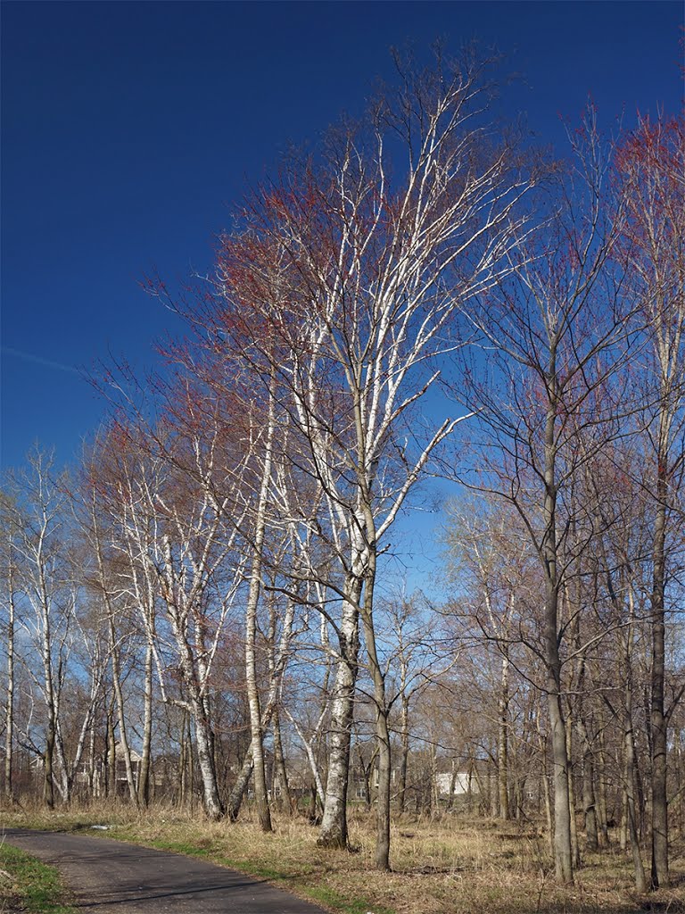 Aspens Against the Sky, Blaine Open Space, Blaine, Minnesota by © Tom Cooper