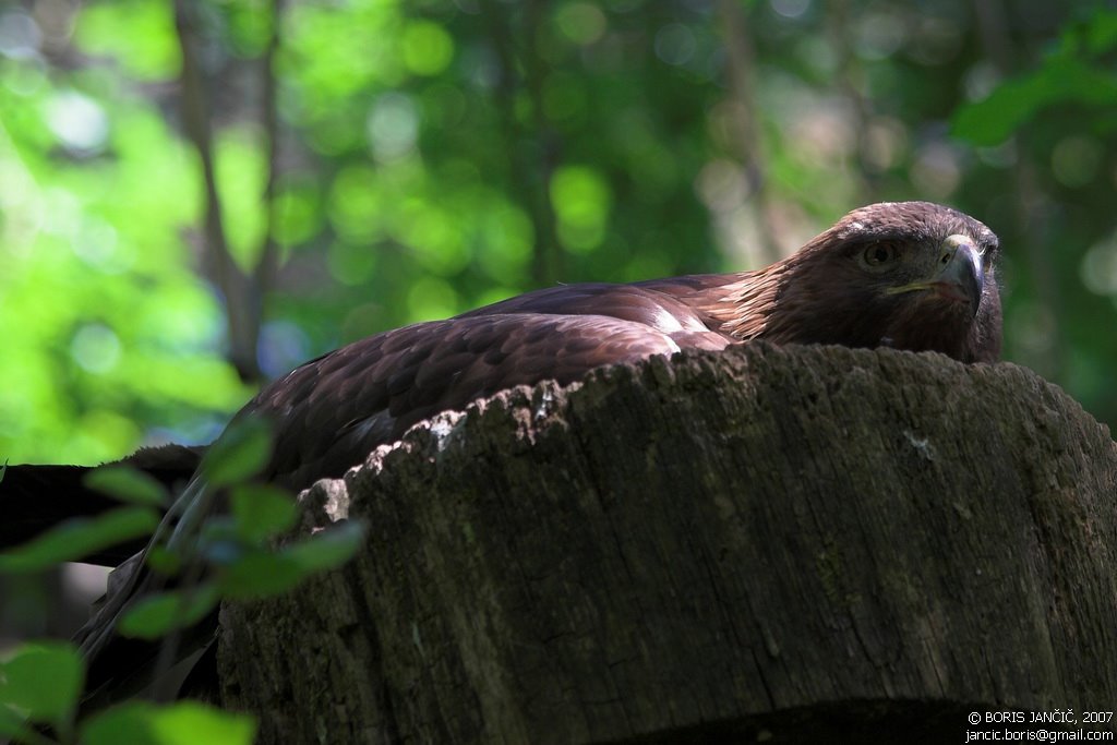 Zoo-Živalski vrt Ljubljana by Boris Jančič