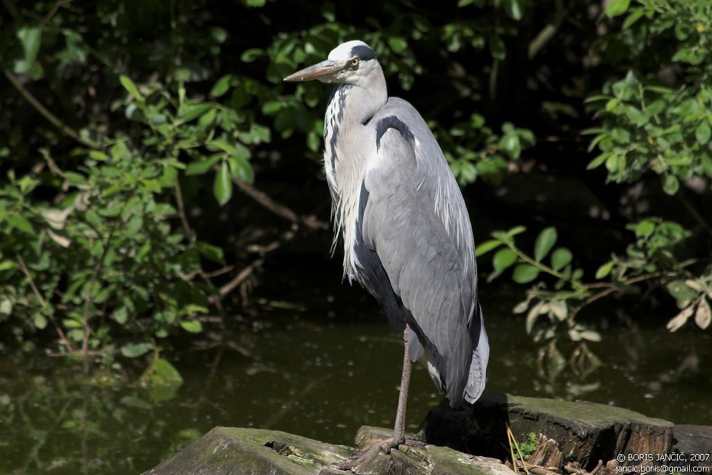 Zoo-Živalski vrt Ljubljana by Boris Jančič