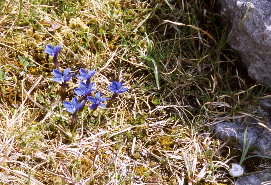 Frühlingsenzian in The Burren by Ellen Haider