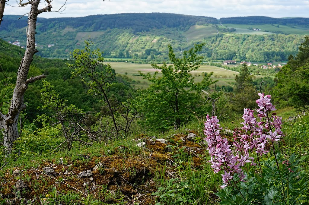 Der Diptam blüht schon auf der Ruine der Etzburg bei Thüngersheim -- The Burning-Bush already Blooms on the Ruins of the Etzburg --- Dictamnus albus by cammino - VIEWS? No, thanks