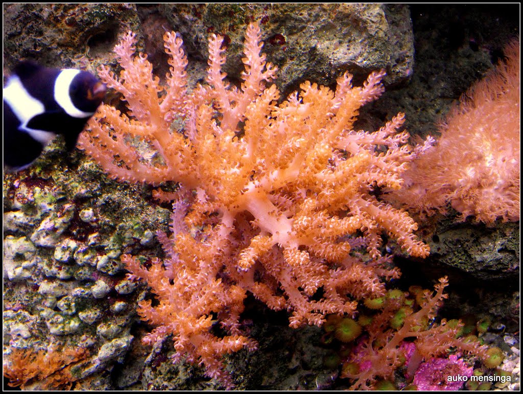 Lederkoraal in het Zeeauarium by Auko Mensinga