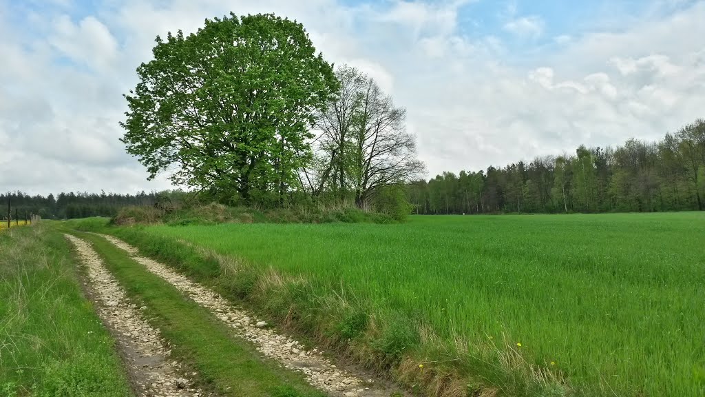 Na wschód od Poniku, w drodze na Podłazie, IV 2014 by Wojtek Nocun