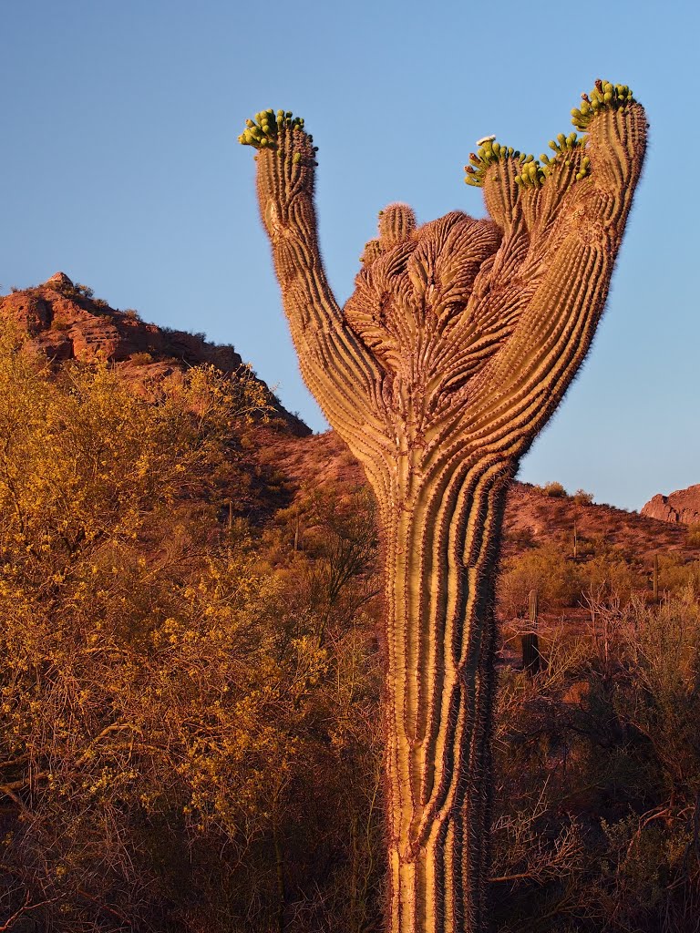 Crested Saguaro by bcm79