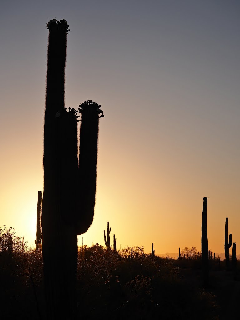 Sunrise in the Saguaro Forest by bcm79