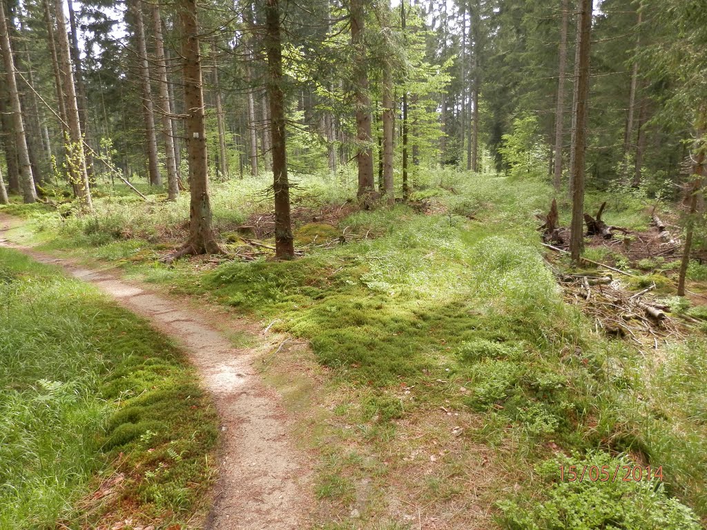 Rechts , unmarkierte Wegverbindung am Klingenbrunner Rachelsteig by Waldläufer401