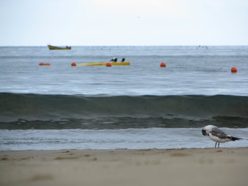 Pájaro en la playa de Guanaqueros (27/Ene/2008, 08:00) by Ivan Perez