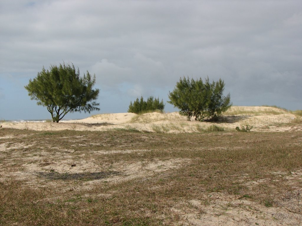 Arvores nas dunas by Maria Vitória Longo …