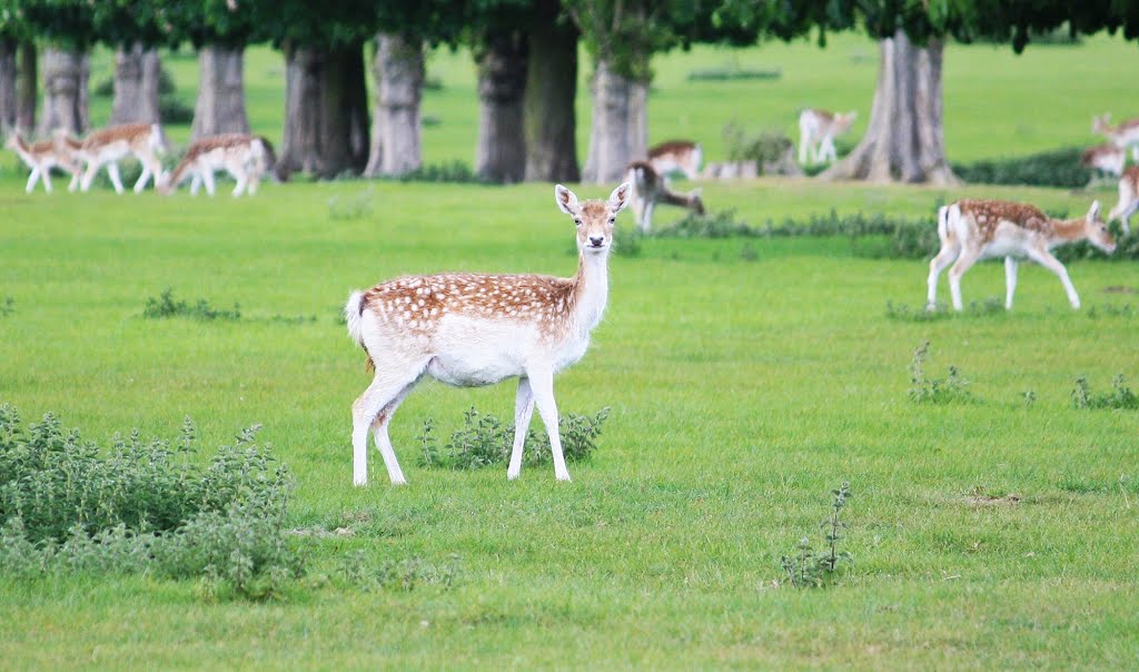 Fallow Deer ~ Revesby Park by Steve. D