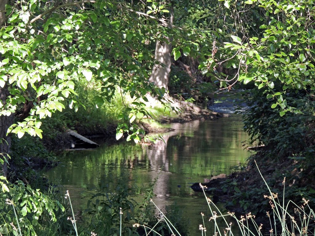 Tree reflection in a creek by Steve Schmorleitz, NationalParkLover.com