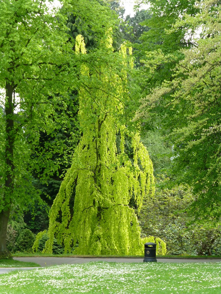 Valley Gardens Tree by Rosina Rowantree