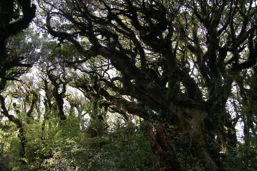 Rainforest - Egmont NP - 2 - 12.10.2008 by torte276