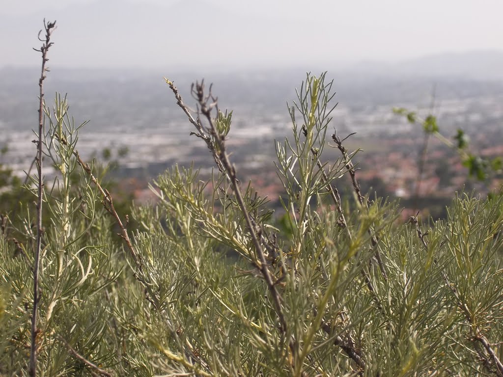 Closeup of Sagebrush (Artemisia californica) Overlooking Rowland Heights by bripowell