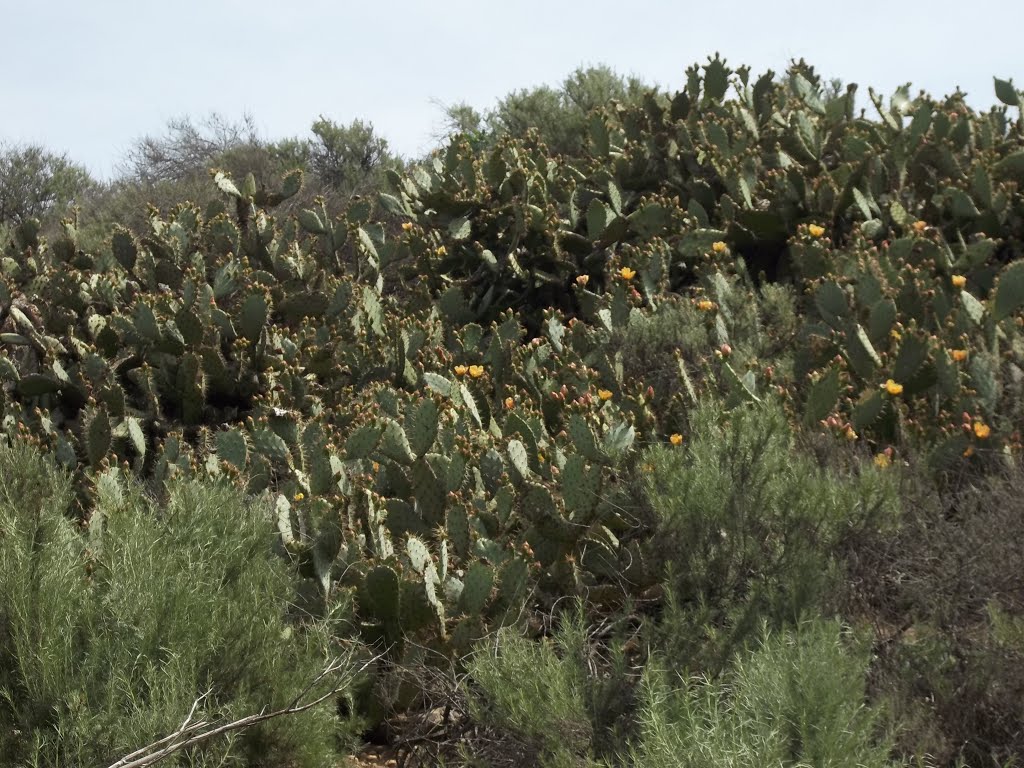 Coast Prickly Pear Thicket (Opuntia littoralis) by bripowell