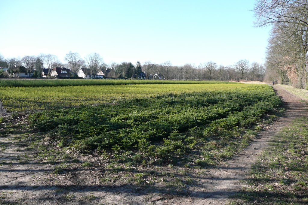 Baumschulfeld in Halstenbek-Krupunder by olaf-eidelstedt