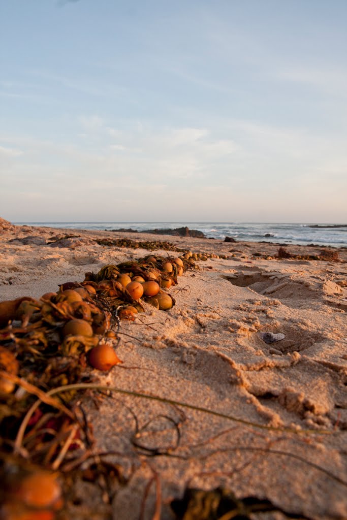 Seaweed Sunset by M.B. Brown