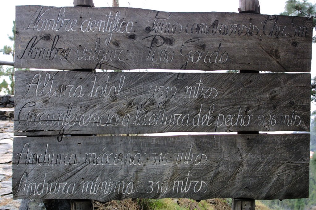 El Pino de Velaflor. Dimensiones. Tenerife. by Valentin Enrique Fer…