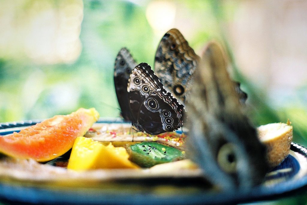 Inside The Key West Butterfly and Nature Conservatory 6 by Uniduggin