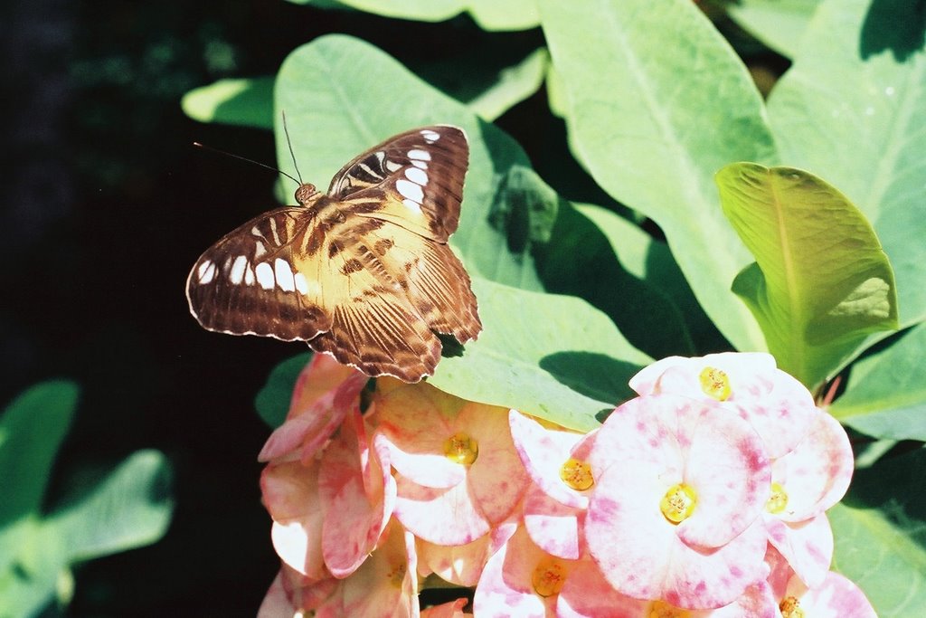 Inside The Key West Butterfly and Nature Conservatory 4 by Uniduggin