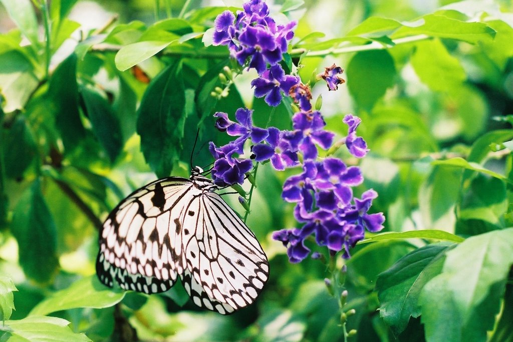 Inside The Key West Butterfly and Nature Conservatory 1 by Uniduggin