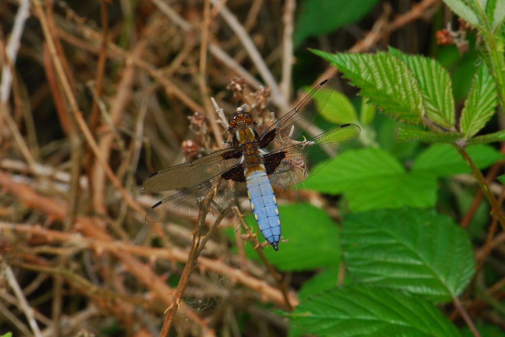 Insekten by Stappy