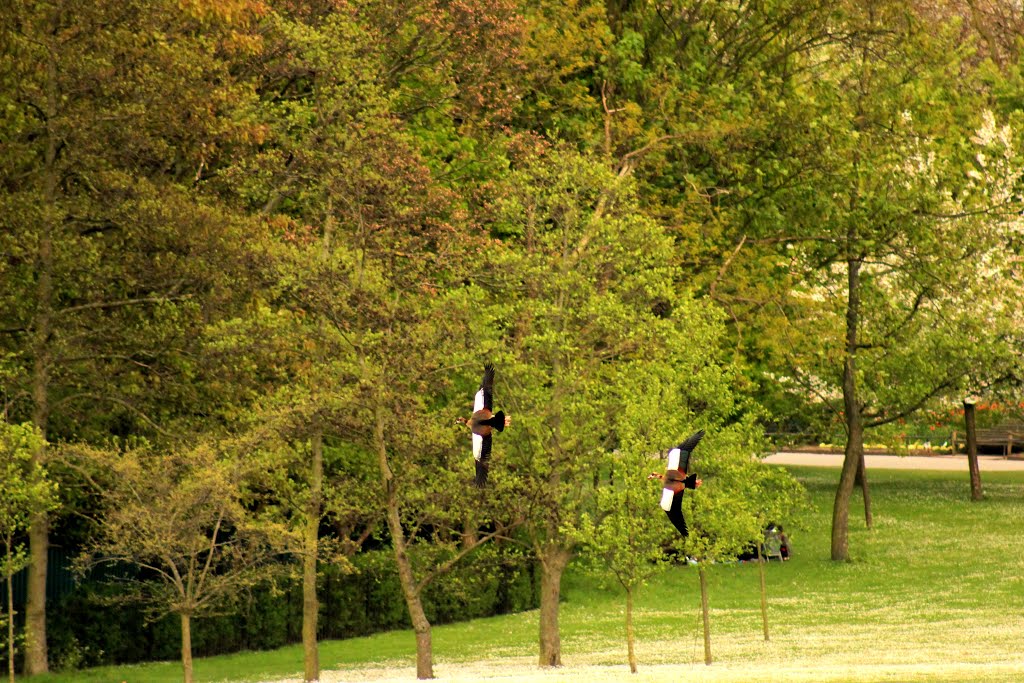 Gansos-do-Egipto a voar no Regent's Park, Londres, Reino Unido by Margarida Bico