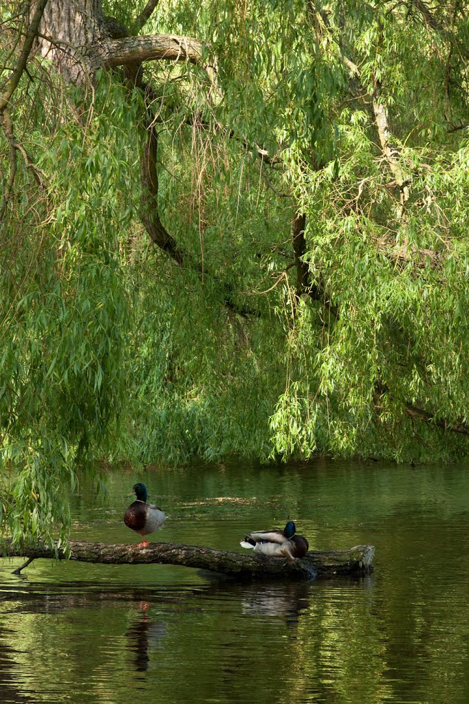 Thwaite Hall Gardens IMG_6417 by Oddlegs