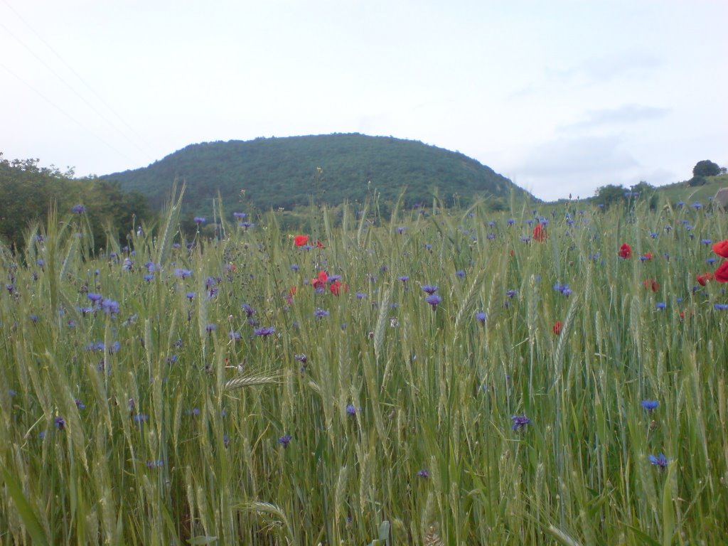 Becetetö a mezöröl by Lackó