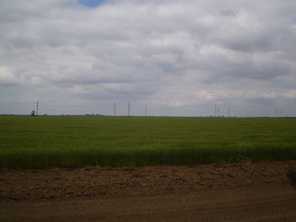 Поле недалеко от поселка Ишунь (The field near the village Ishun) by Razuvaev