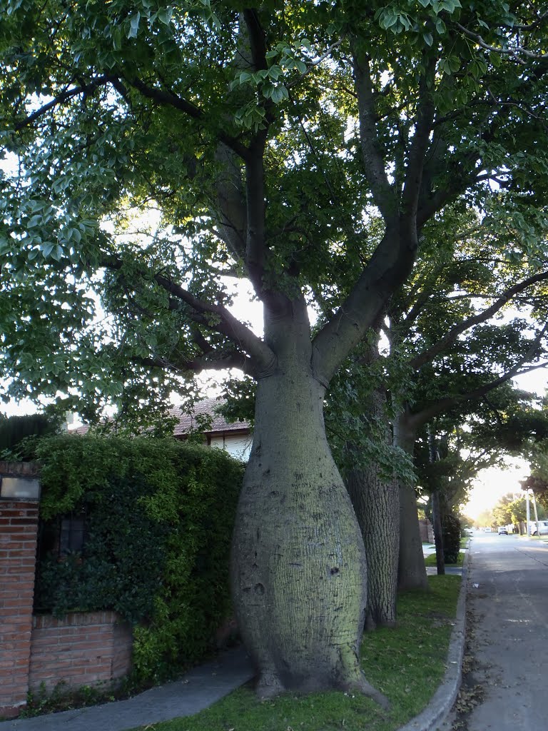 Palo borracho - Otoño - Mar del Plata -Argentina by Antonio Lorenzo