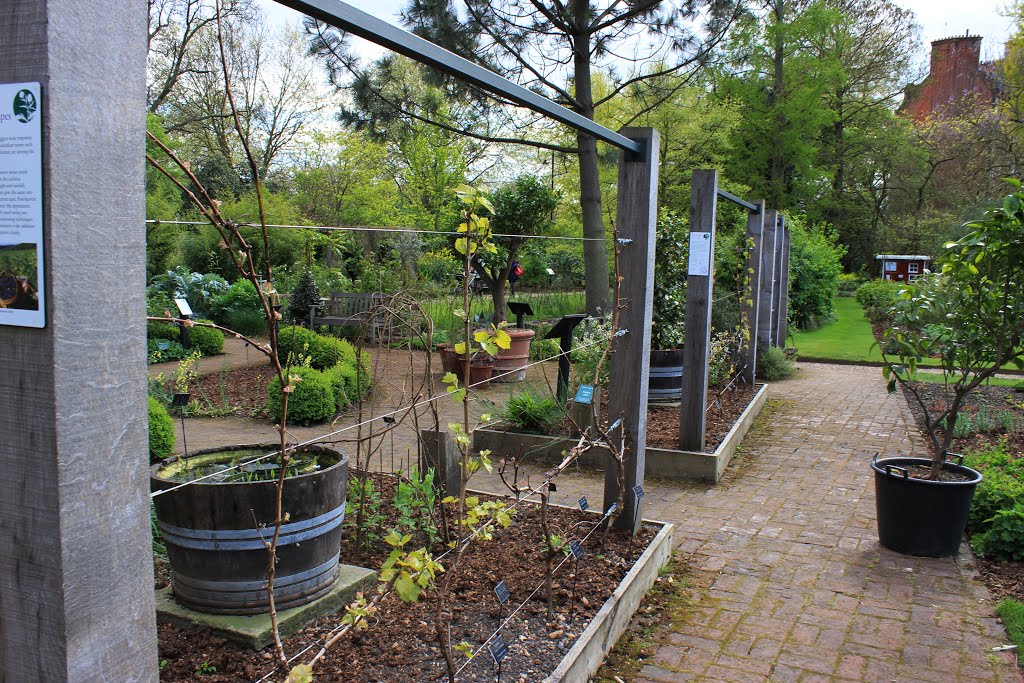 Wine grapes, Chelsea Physic Garden, Londres, Reino Unido by Margarida Bico