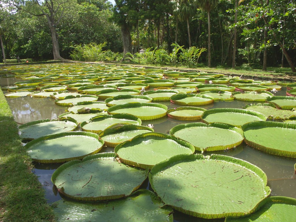 Jardins de Pamplemouses, Mauritius by Friedhelm Glöckner