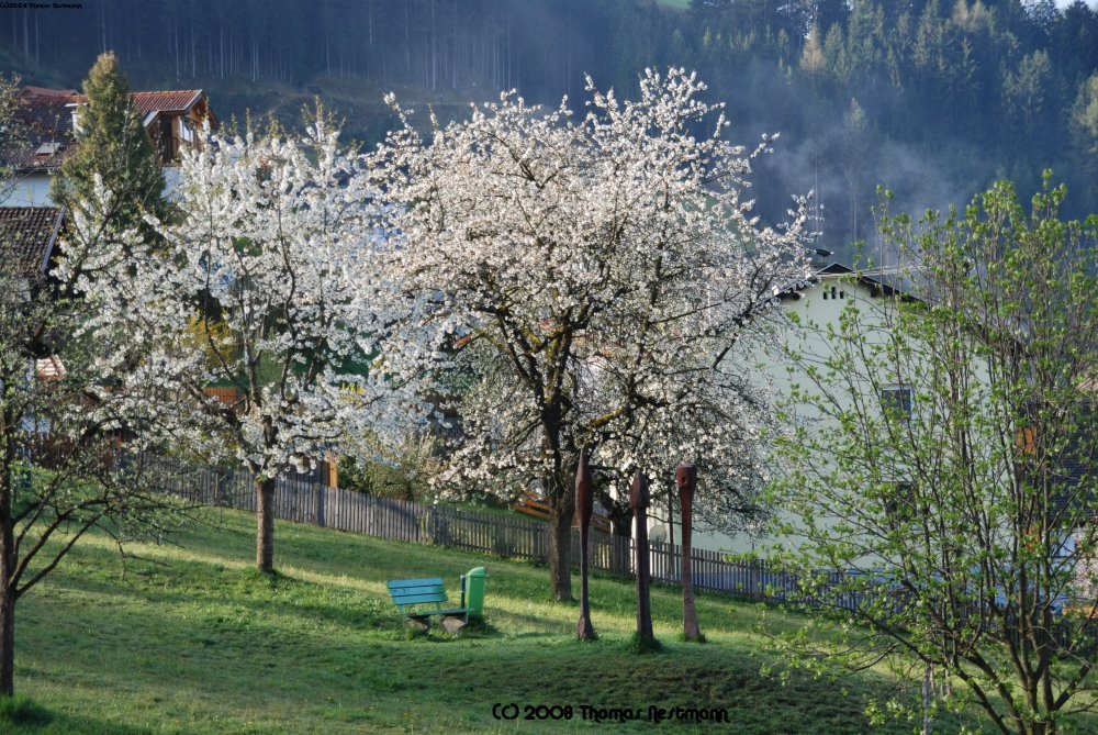 Kirschbäume in Schwaz by traveltom