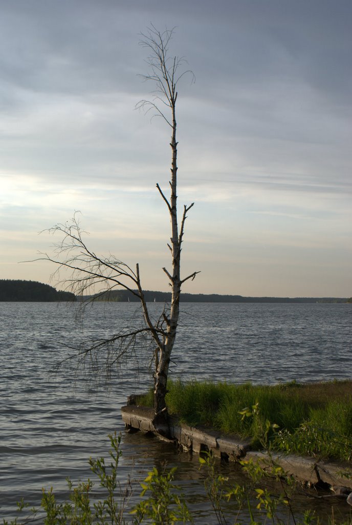 Birch-tree on waterside by Sławek Staciwa