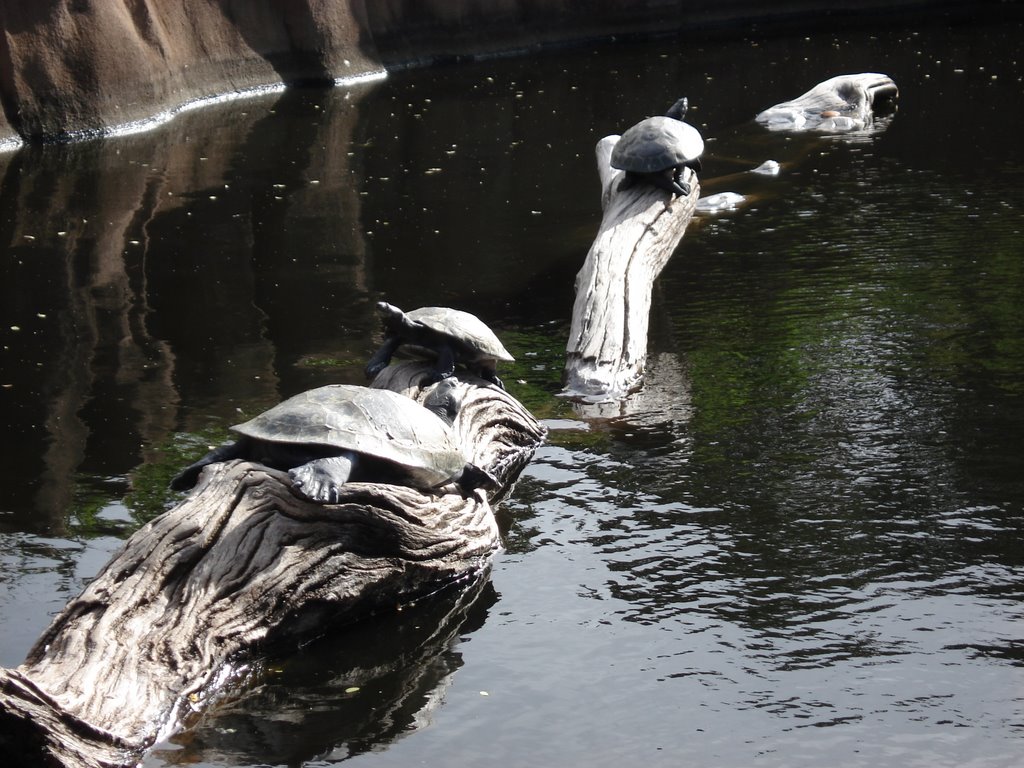 Three amigos on a log- honolulu zoo by POETICPHOTOS