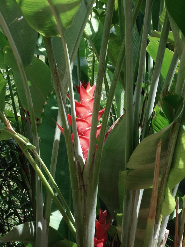 Flowers at ko olina by POETICPHOTOS