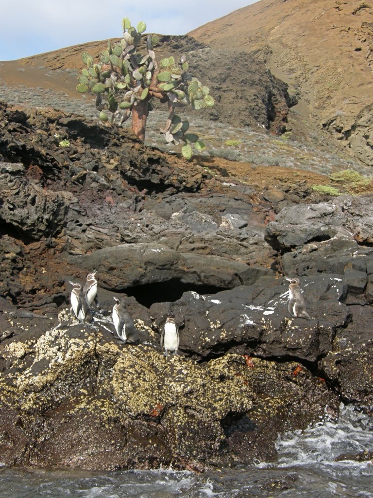 Unlikely combination: penguins and cactus by Marilyn Whiteley