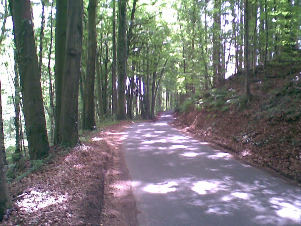 Kurven im Wald by C. Rüger