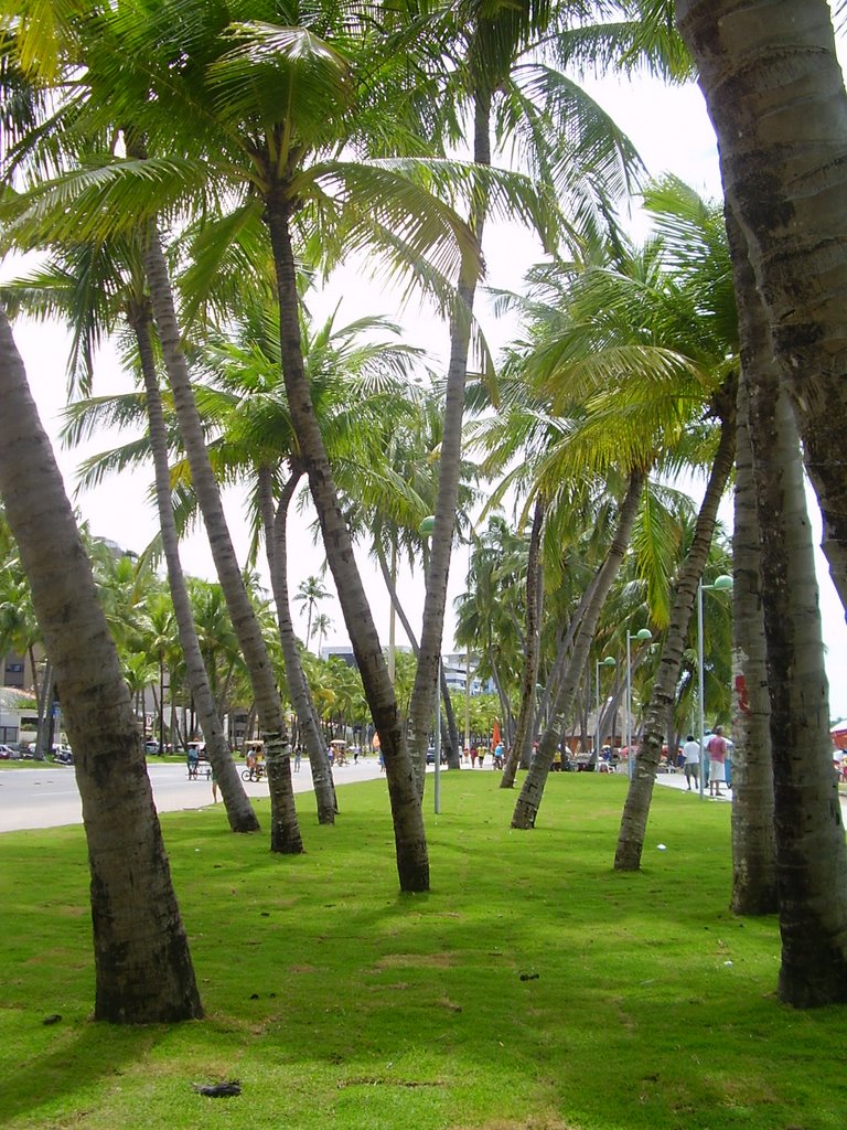 Corredor de coqueiros na Praia de Pajuçara, Maceio/AL Brasil by Nadiene Verçosa