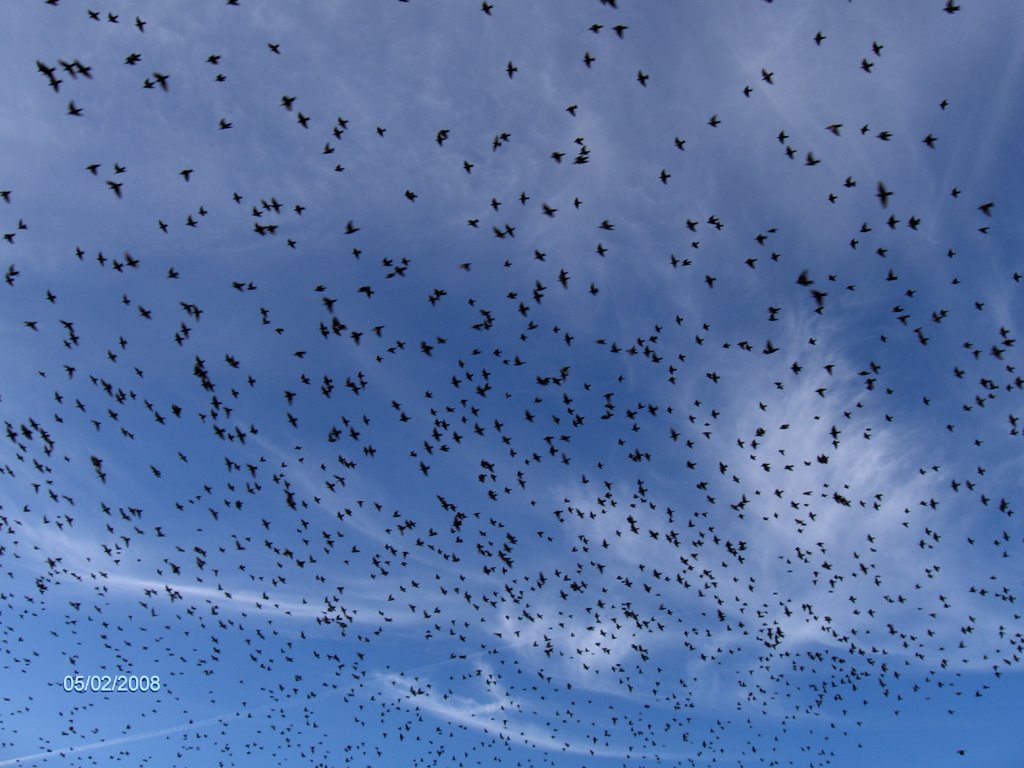 Uccelli migratori in volo by PAOLO DEIANA