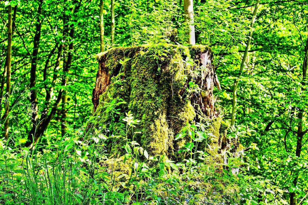 Dieser Baum hätte sicherlich von so mancher Party etwas zu berichten gehabt! ... ☺♥☺ by Boris Gonschorek