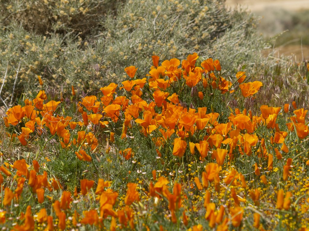 Poppies by StevoH